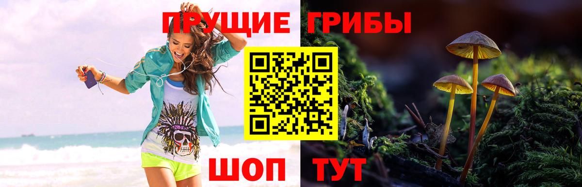 даркнет сайт  Галлюциногенные грибы GOLDEN TEACHER  Вход с VPN  Курчалой  Псилоцибиновые грибы мухоморы 